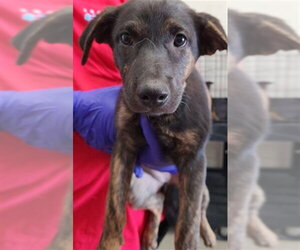 Mutt Dogs for adoption in San Bernardino, CA, USA
