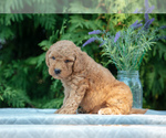 Puppy Pogo Goldendoodle (Miniature)