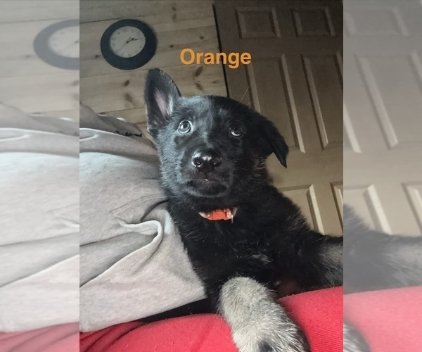 Medium Photo #2 German Shepherd Dog Puppy For Sale in SUMPTER TWP, MI, USA