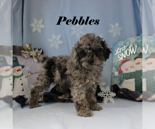 Medium Photo #3 Poodle (Toy) Puppy For Sale in CHANUTE, KS, USA