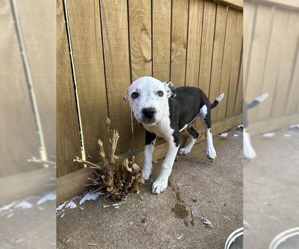 Medium Photo #1 Mutt Puppy For Sale in Oklahoma City, OK, USA