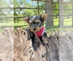 Small #2 Yorkshire Terrier