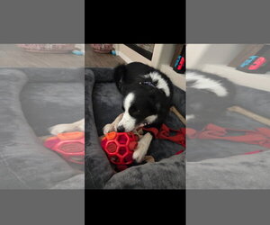 Border Collie Dogs for adoption in Sanford, FL, USA