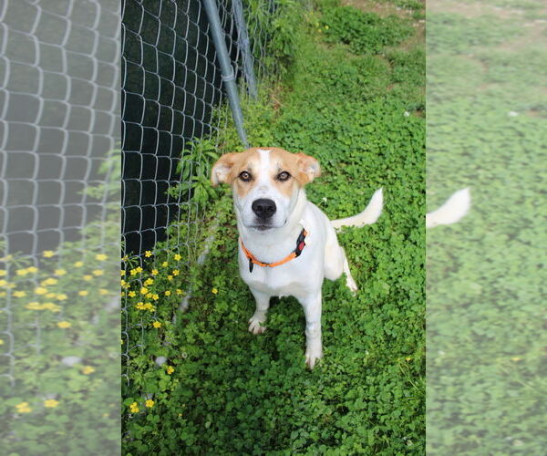 Medium Photo #3 Mutt Puppy For Sale in Evansville, IN, USA