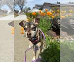 Small #9 Chihuahua Mix