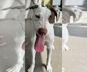 Bristol - Female Pointer-Unknown Mix Dog for Adoption - Photo #2
