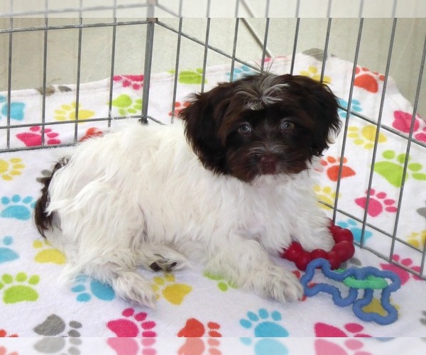 Medium Photo #7 Havanese Puppy For Sale in ORO VALLEY, AZ, USA