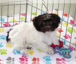 Small #6 Havanese