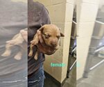 Small Photo #3 Labrador Retriever-Unknown Mix Puppy For Sale in Kimberton, PA, USA