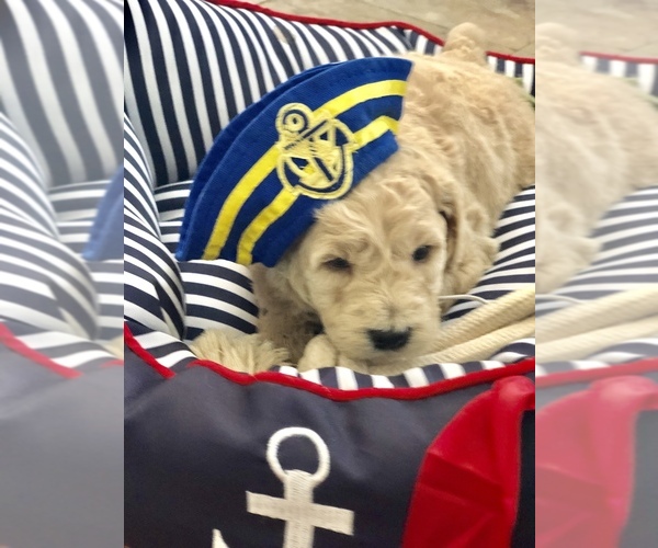 Medium Photo #4 Goldendoodle-Poodle (Miniature) Mix Puppy For Sale in KISSIMMEE, FL, USA