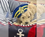 Small Photo #4 Goldendoodle-Poodle (Miniature) Mix Puppy For Sale in KISSIMMEE, FL, USA