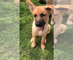 Small #3 German Shepherd Dog