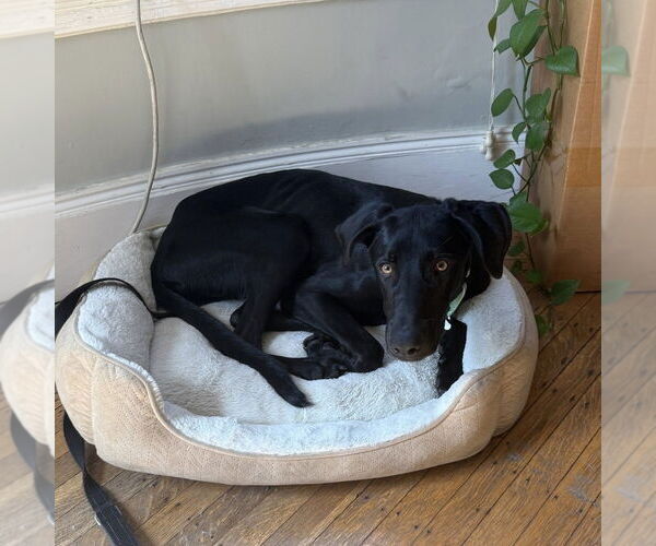 Medium Photo #6 Labrador Retriever-Unknown Mix Puppy For Sale in Boston, MA, USA