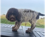 Puppy Puppy 1 Wirehaired Pointing Griffon
