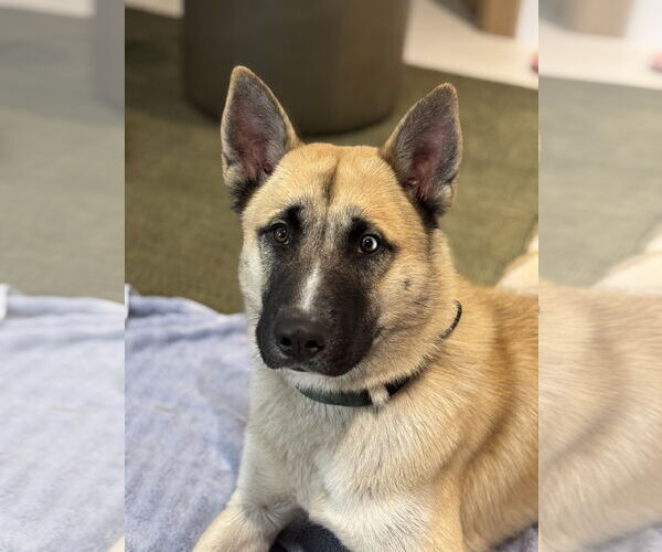 Medium Photo #1 German Shepherd Dog-Unknown Mix Puppy For Sale in Miami, FL, USA