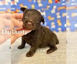 Image preview for Ad Listing. Nickname: Mini Dusty