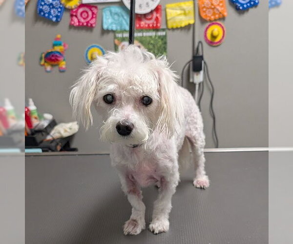 Medium Photo #1 Maltipoo (Toy) Puppy For Sale in Las Vegas, NV, USA