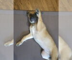 Small #7 German Shepherd Dog Mix