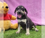 Small Catahoula Leopard Dog