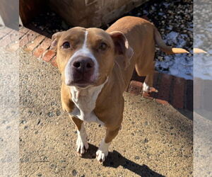 Mutt Dogs for adoption in Woodbury, NY, USA