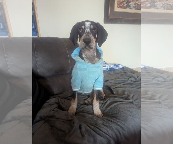 Medium Photo #14 Bluetick Coonhound-Unknown Mix Puppy For Sale in Princeton, MN, USA