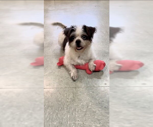 Medium Photo #3 Shih Tzu Puppy For Sale in Weston, FL, USA