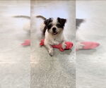 Small #2 Shih Tzu