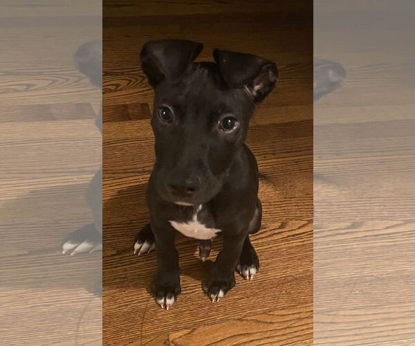 Medium Photo #10 American Pit Bull Terrier Puppy For Sale in Holly Springs, NC, USA