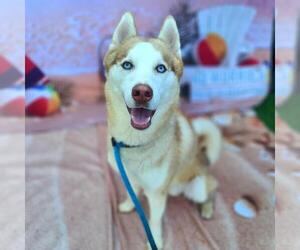 Siberian Husky Dogs for adoption in Long Beach, CA, USA