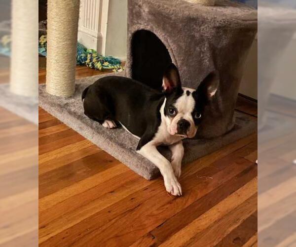 Medium Photo #2 Boston Terrier Puppy For Sale in Minneapolis, MN, USA