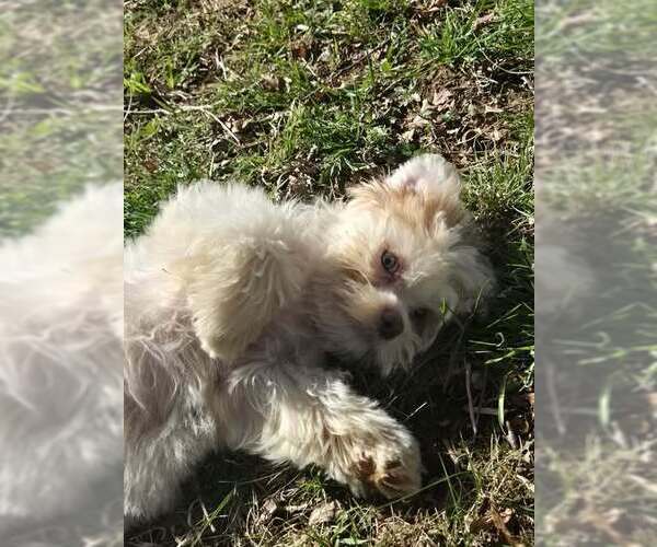Medium Photo #2 Mutt Puppy For Sale in Candler, NC, USA