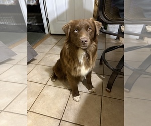 Father of the Australian Shepherd puppies born on 04/13/2026
