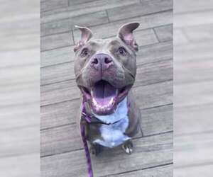 Patsy - Female Mutt Dog for Adoption - Photo #2