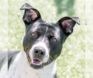 Mutt Dogs for adoption in Hilton Head, SC, USA