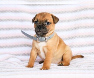 Jug Puppy for sale in LIBERTY, KY, USA