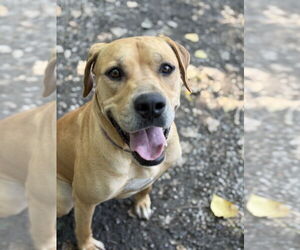 Mastiff-Unknown Mix Dogs for adoption in Elmsford, NY, USA