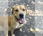 Small Mastiff Mix