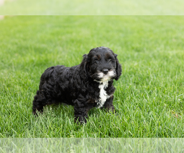 Medium Photo #5 Cockapoo (Miniature) Puppy For Sale in NAPPANEE, IN, USA