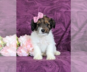 Goldendoodle-Jack Russell Terrier Mix Puppy for sale in NOTTINGHAM, PA, USA