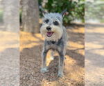 Small #1 Mutt