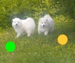 Puppy 4 Samoyed