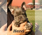 Small Photo #1 French Bulldog Puppy For Sale in AFTON, WY, USA