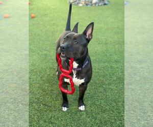 Kayle - Female Mutt Dog for Adoption - Photo #12