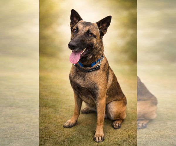 Medium Photo #1 Mutt Puppy For Sale in Rustburg, VA, USA