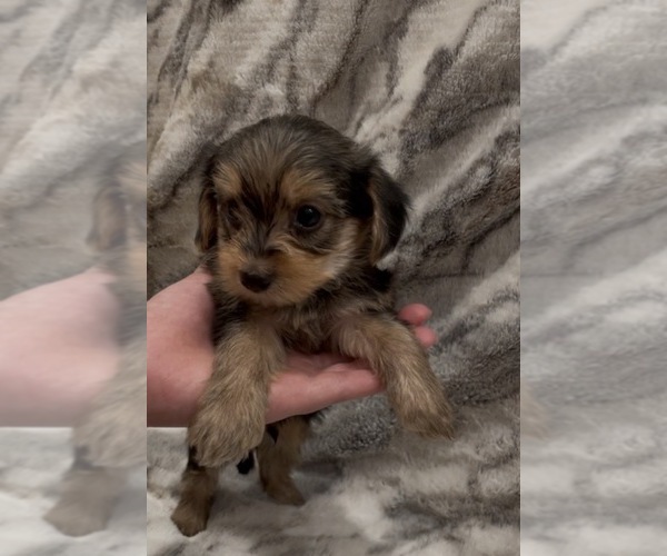Medium Photo #4 Yorkshire Terrier Puppy For Sale in MOUNT CARMEL, PA, USA