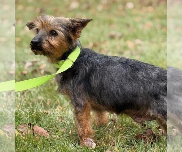 Medium Photo #2 Mutt Puppy For Sale in Yardley, PA, USA