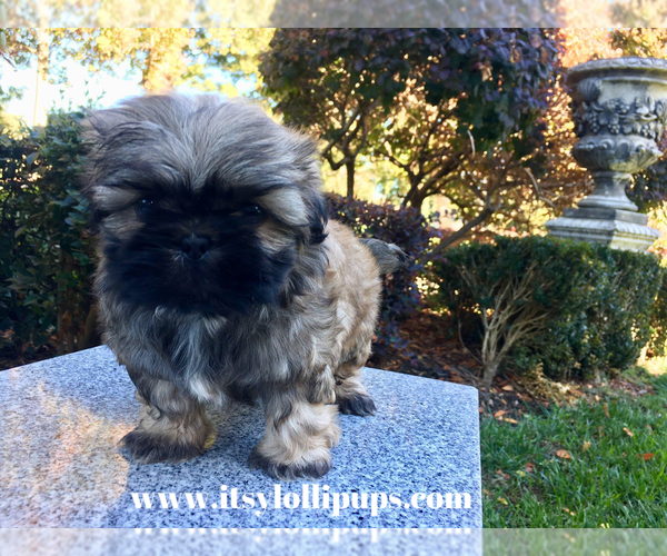 Medium Photo #8 Shih Tzu Puppy For Sale in HAYWARD, CA, USA