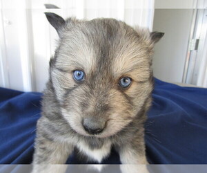 Pomsky Puppy for sale in FORT WAYNE, IN, USA