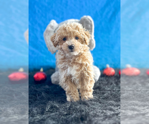 Poochon Puppy for sale in BECKS MILLS, OH, USA