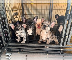 French Bulldog Puppy for sale in MIAMI, FL, USA